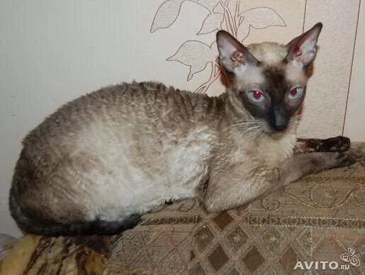 корниш рекс. тигровый корниш рекс. хороший песик. корниш рекс косоглазие. корниш рекс.