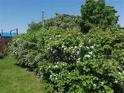 Смородина нижний новгород