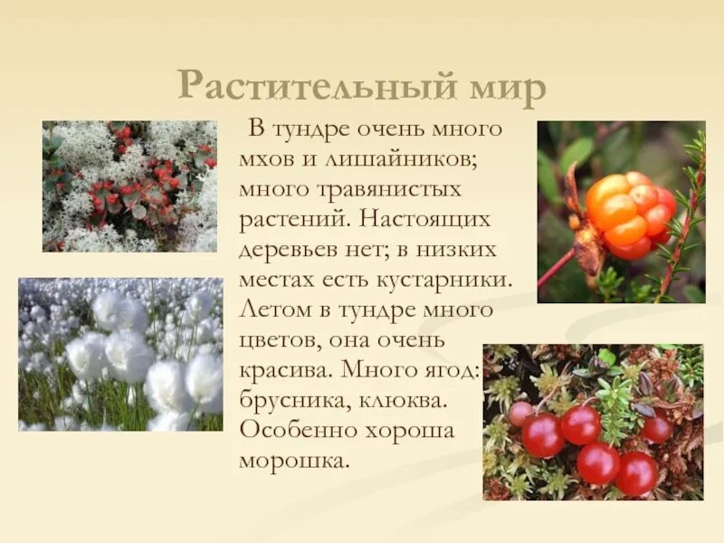 Почему растения в тундре растут очень медленно