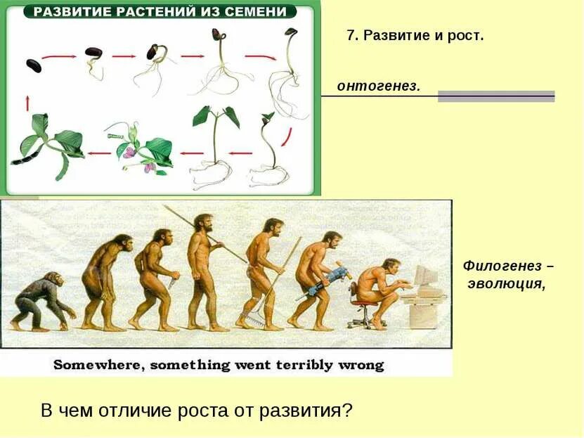 Чем рост растений отличается от роста животных. Филогенез. филогенез это в биологии. рост и развитие человека. эволюция онтогенеза.