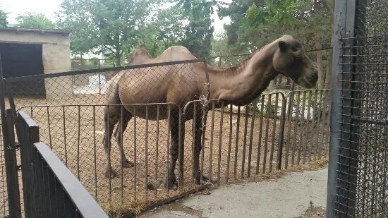 Зоопарк шеки. Зоопарк в баку 2021. Бакинский зоопарк баку. Бакинский зоопарк азербайджан, баку, наримановский район. Баку наримановский район бакинский зоопарк.