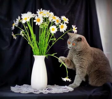 Котик с букетом