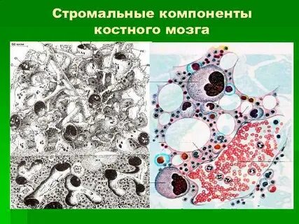 Кристальный костный
