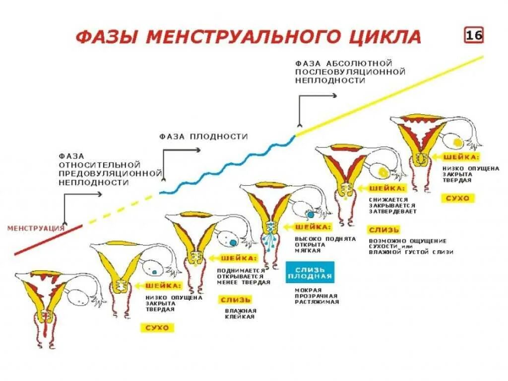 Что происходит во время месячных