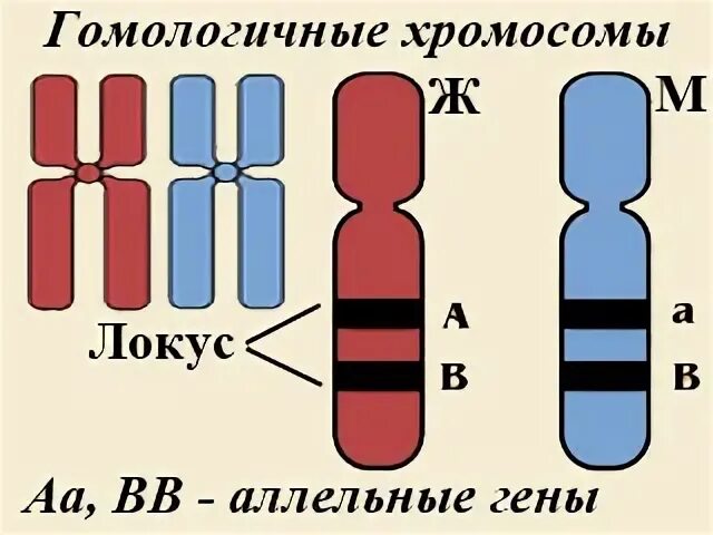 Парные гены расположенные в гомологичных