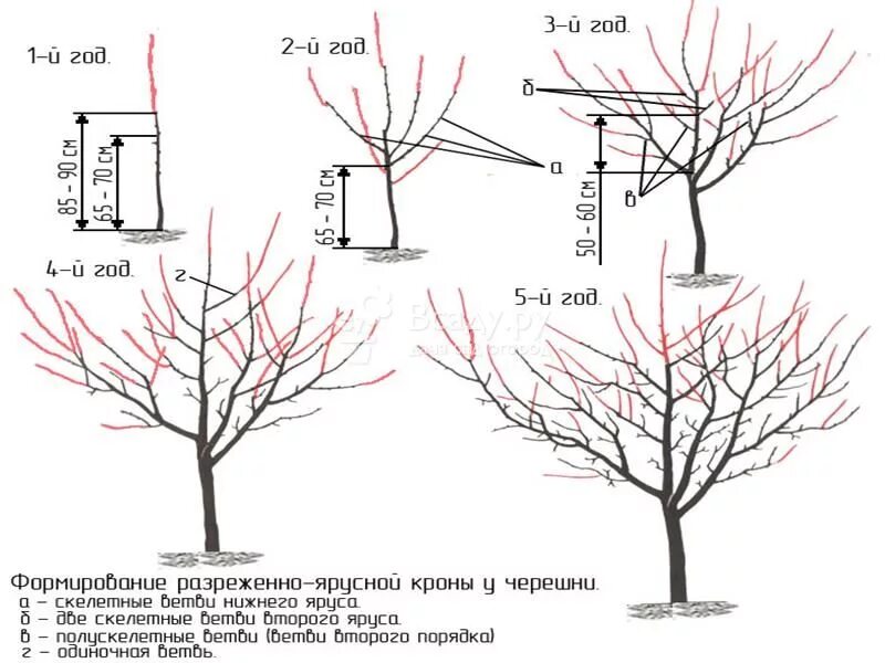 Можно ли летом обрезать. Правильная обрезка черешни осенью. Схема обрезки вишни. Схема обрезки черешни весной. Схема обрезки черешни осенью.