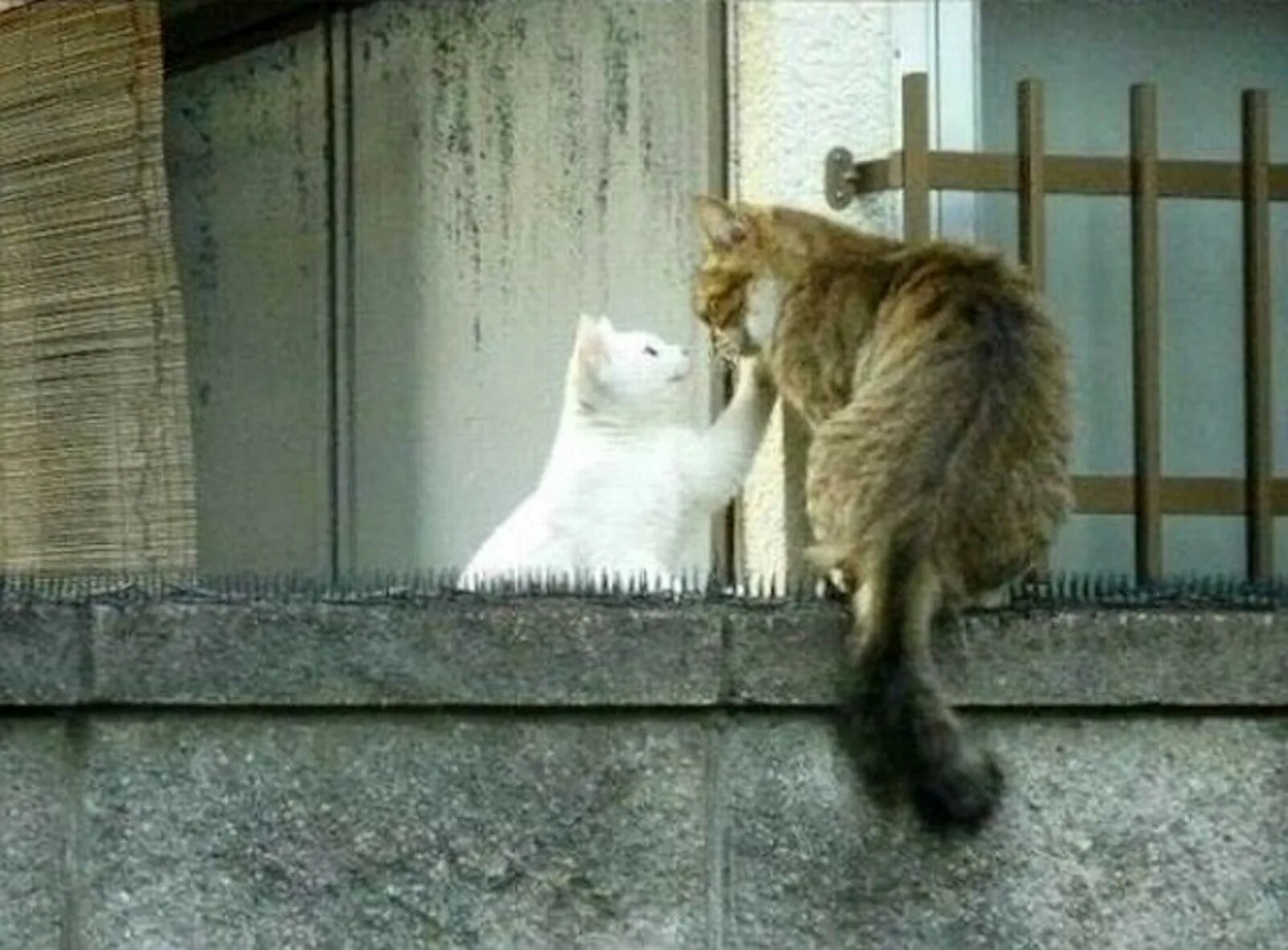 Коты на встрече. Кошка на заборе. Кошки на свидании. Свидание с котом. Кошки пришла через