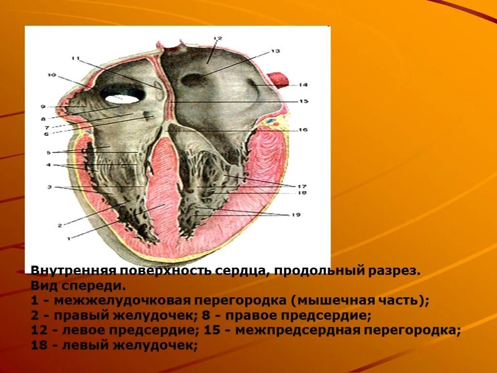 Внутренняя поверхность сердца продольный разрез. Сердце спереди продольный разрез. Продольный разрез сердца анатомия. Внутренняя поверхность сердца.
