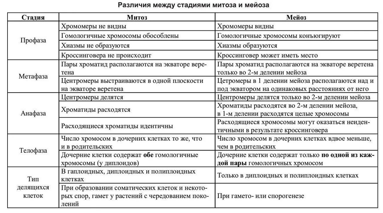 Сравнение митоза и мейоза таблица. Сравнительная характеристика митоза и мейоза таблица. Сравнительная характеристика фаз митоза и мейоза таблица. Фазы митоза и мейоза таблица. Отличия между стадиями митоза и мейоза таблица.