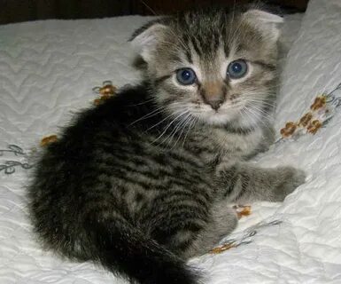 Авито старый оскол котята
