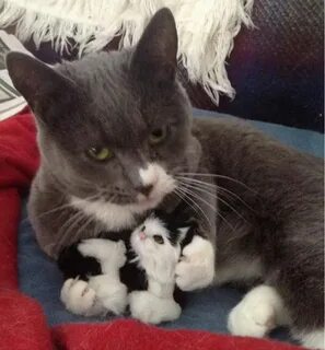 My kitten
