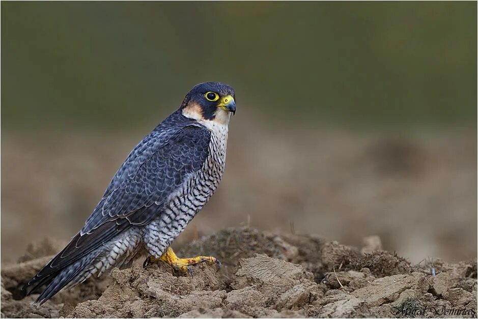 Маленький сапсаны. Сапсан falco peregrinus. Сокол сапсан. Сокол сапсан. Хищные птицы сокол сапсан.