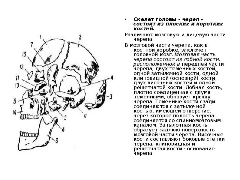 Скелет головы кости мозгового и лицевого черепа. Скелет головы череп состоит. Лицевой череп состоит.