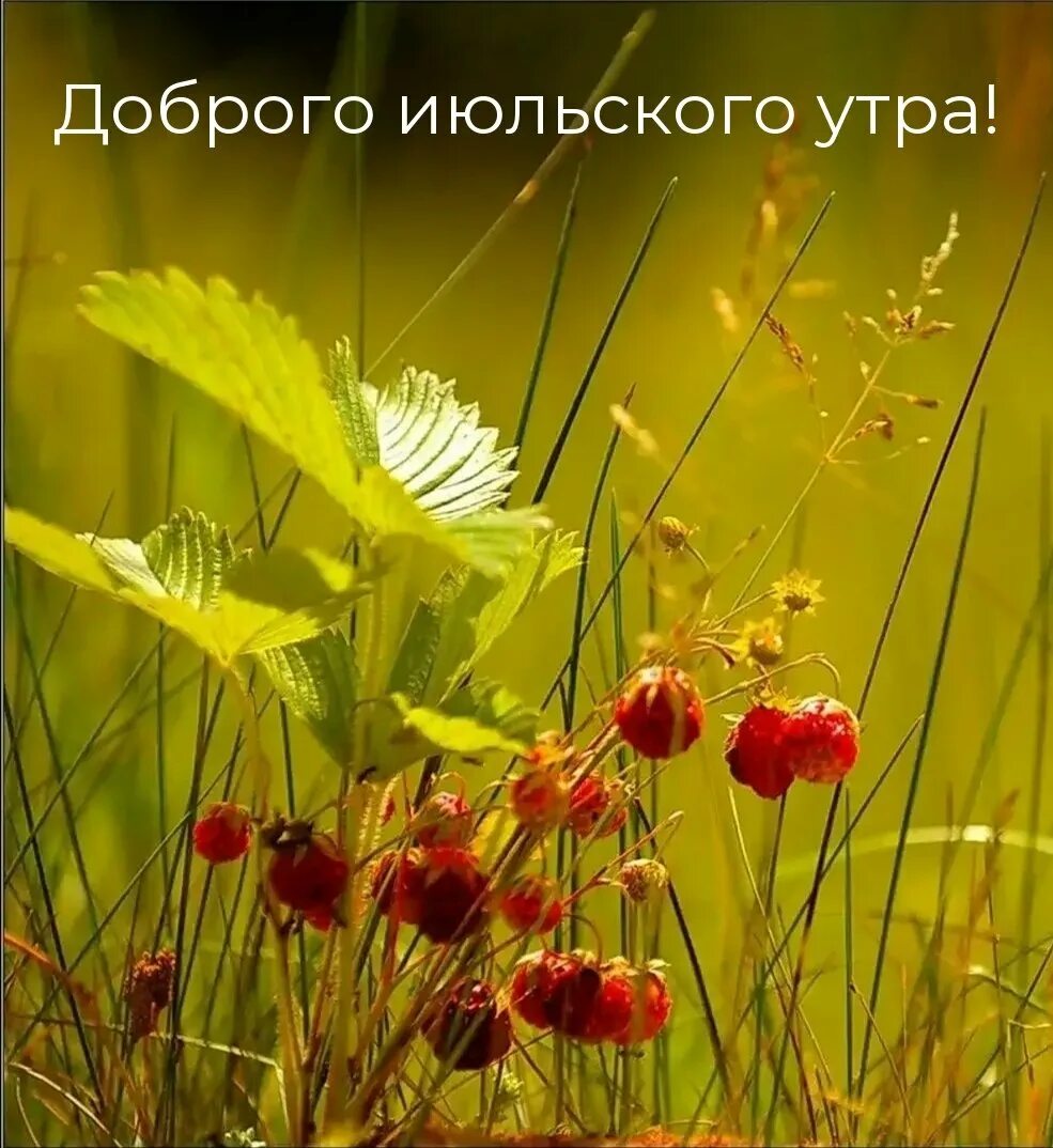 Июль картинки красивые с пожеланиями. Июль картинки красивые с пожеланиями. Летнего настроения открытка с пожеланиями. Доброго летнего дня. Июль картинки красивые с пожеланиями.
