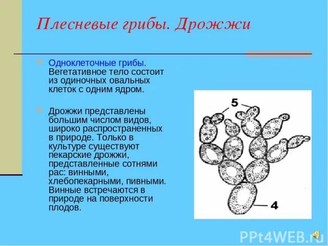 В каких биотехнологиях используют одноклеточные грибы. Одноклеточные дрожжевые грибы. Дрожжи одноклеточные грибы. Строение одноклеточных грибов. Одноклеточные грибы классификация.