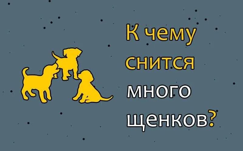 К чему снится щенки маленькие женщине замужней. К чему снится много щенков. К чему снится много щенков женщине. Приснились щенки. К чему сниться много маленьких щенят?.