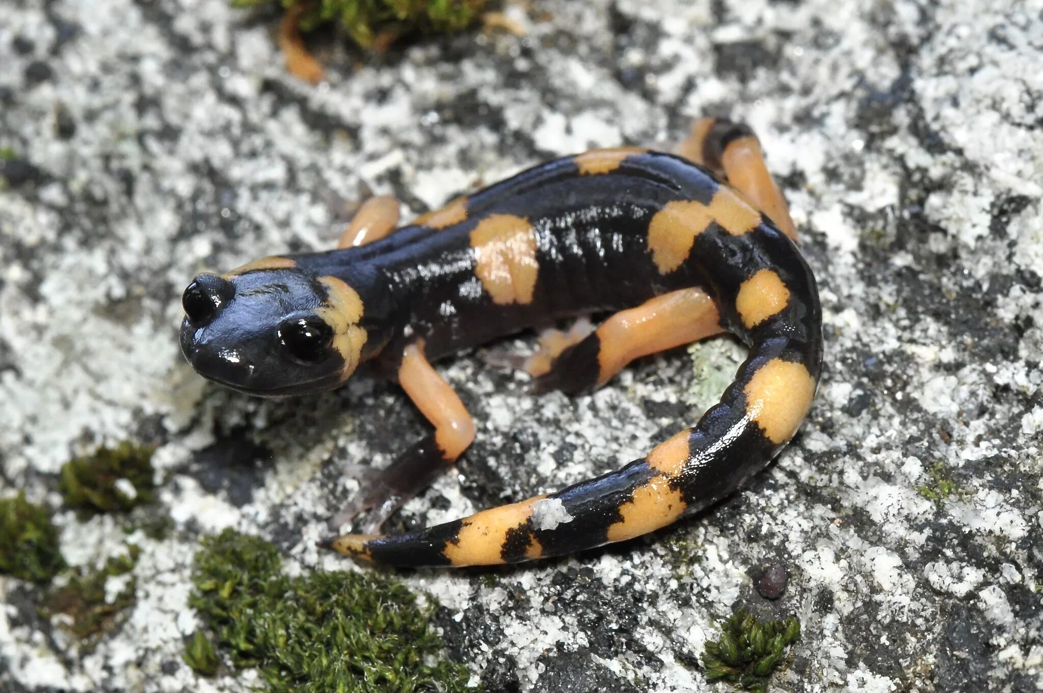 Печеные саламандры. Печеные саламандры. Печеные саламандры. Саламандра рот. Яйца огненной саламандры.