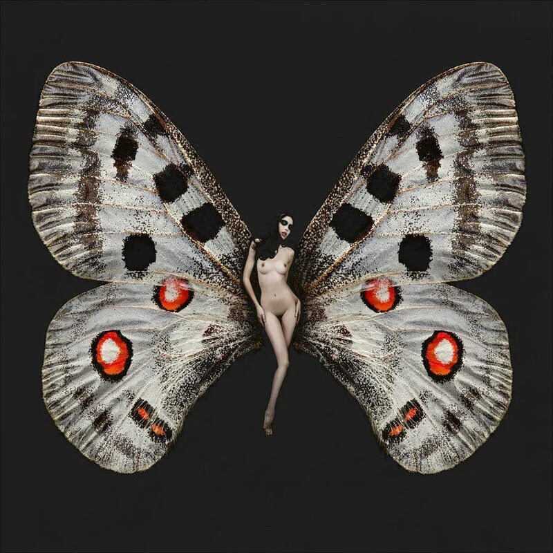 ночная бабочка мэвл. ночная бабочка (1980). совка фисташковая / ophiusa tirhaca. огромный белый мотылек. анапская ночная бабочка.