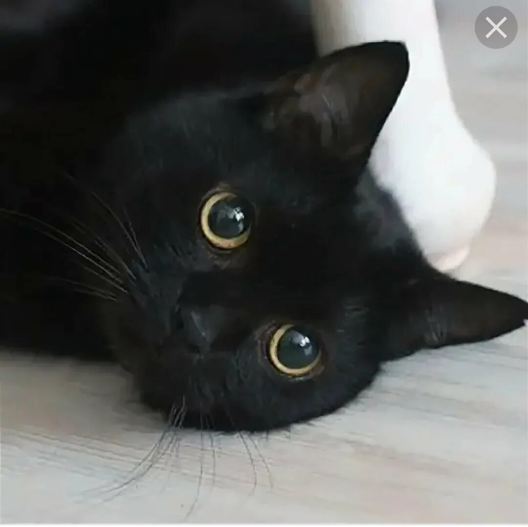 Чёрный котёнок с жёлтыми глазами. Черный кот с желтыми глазами. Черный кот с круглыми глазами. Черная кошка с желтыми глазами. Белый галстук у черного кота 7 букв