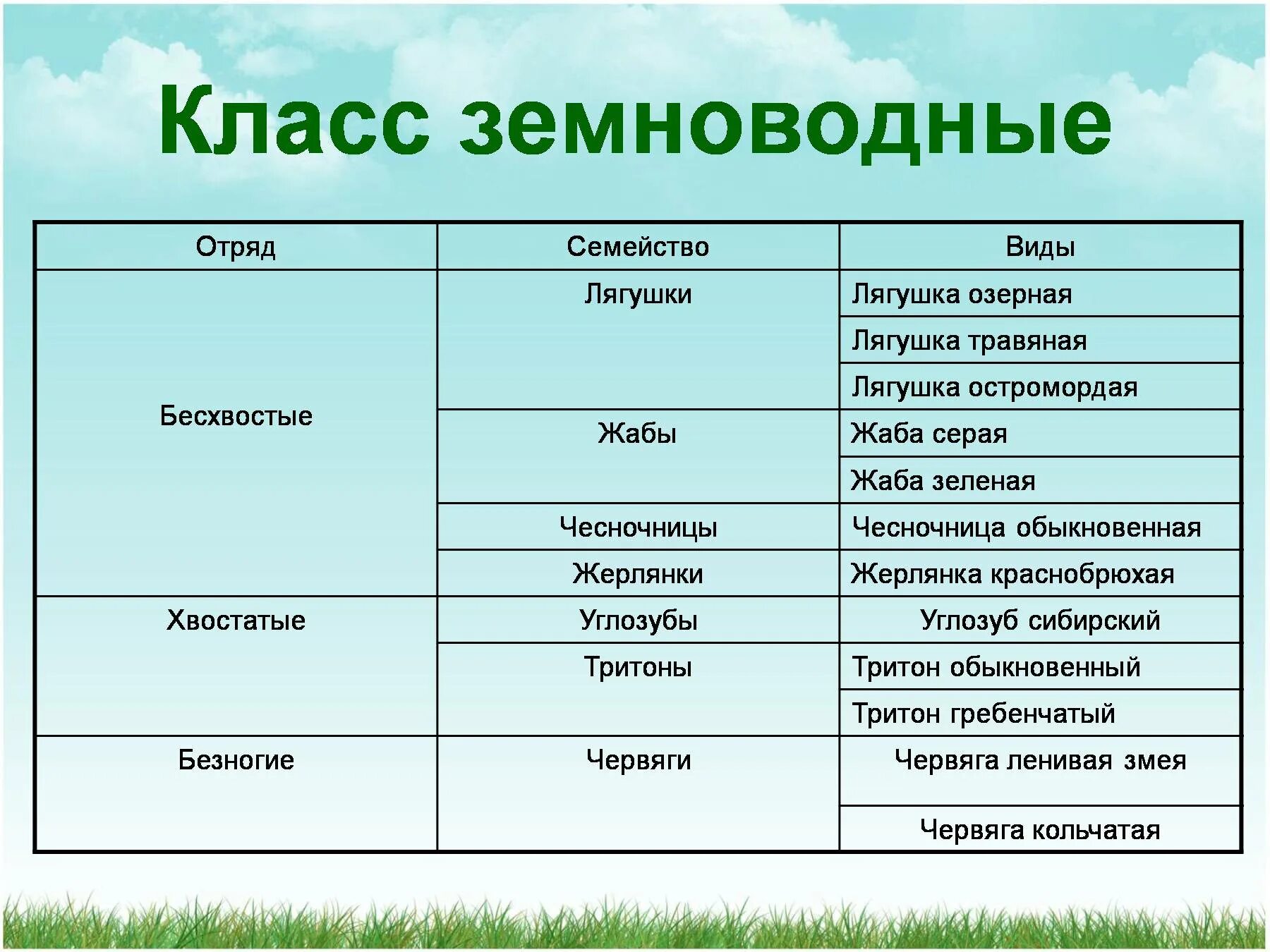 Внутреннее различие головастика и лягушки. Отряды земноводных 7 класс биология. Таблица по биологии 7 класс земноводные. Отряд бесхвостые и хвостатые таблица. Таблица по биологии 7 класс по теме класс земноводные или амфибии.