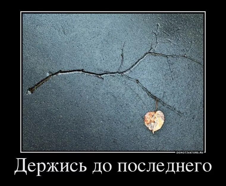 Ну я держусь. Кот в квартире. Держусь мем с котом. Котята повисшие. Боевой настрой картинки.