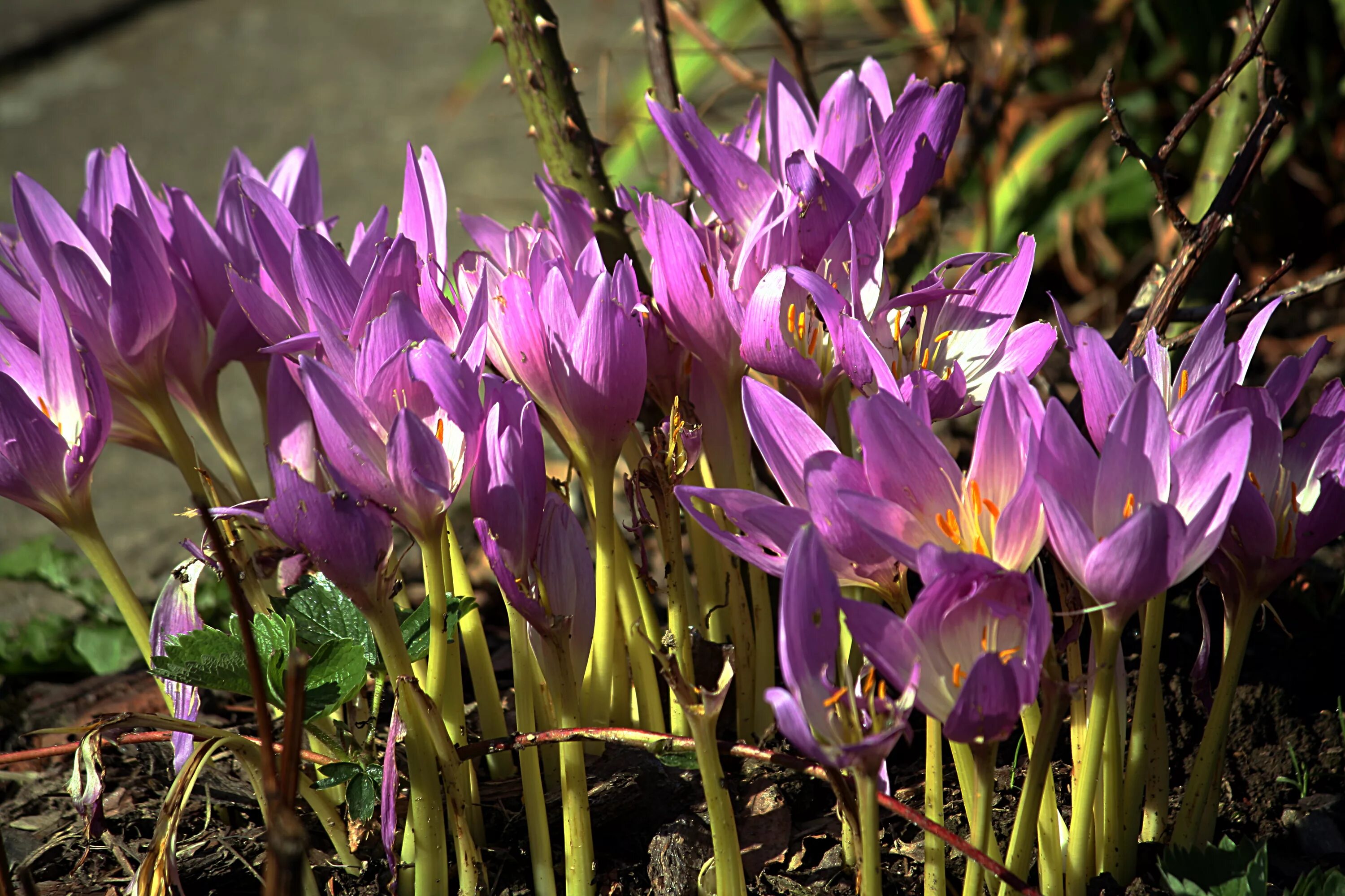 Безвременник осенний Colchicum autumnale. Колхикум безвременник. Безвременник Арлекин. Колхикум(безвременник,осенний Крокус).