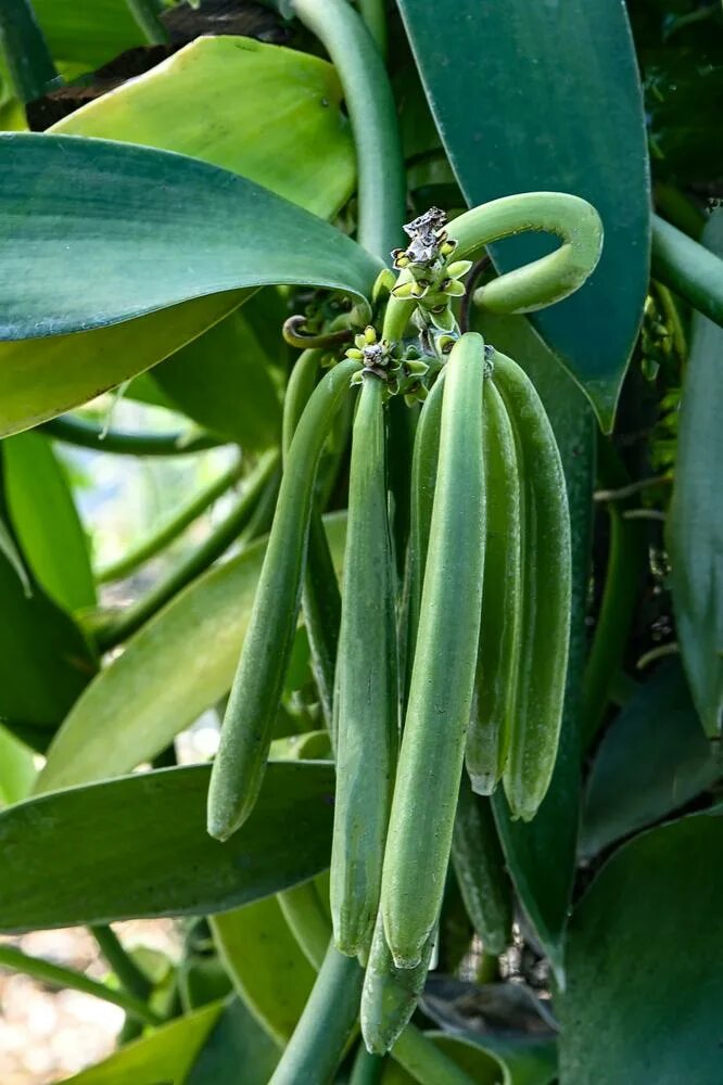 Орхидеи Vanilla planifolia. Плосколистная (Vanilla planifolia. Ваниль плосколистная (Vanilla planifolia). Vanilla plants