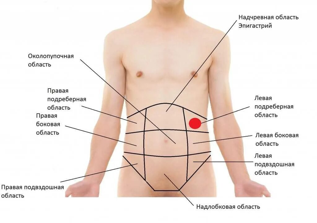 Почему режет бок. Эпигастральной (подложечной) области. Орган в левом боку снизу спереди. Что находится под левым ребром сбоку. Болит справа сбоку внизу.