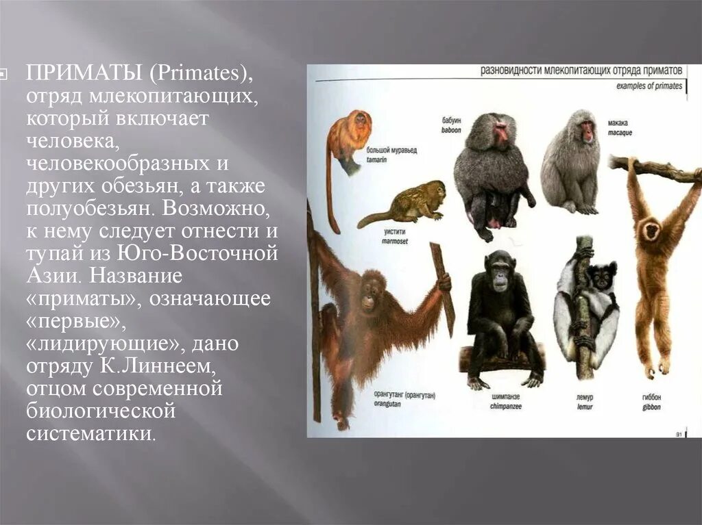 Приматы млекопитающие представители. Отряд приматы систематика. Человекообразные обезьяны человекообразные обезьяны. Отряд высшие приматы семейства.