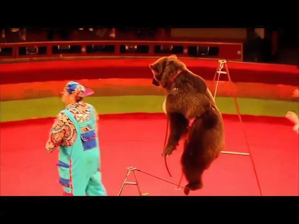 There a funny dog at the circus