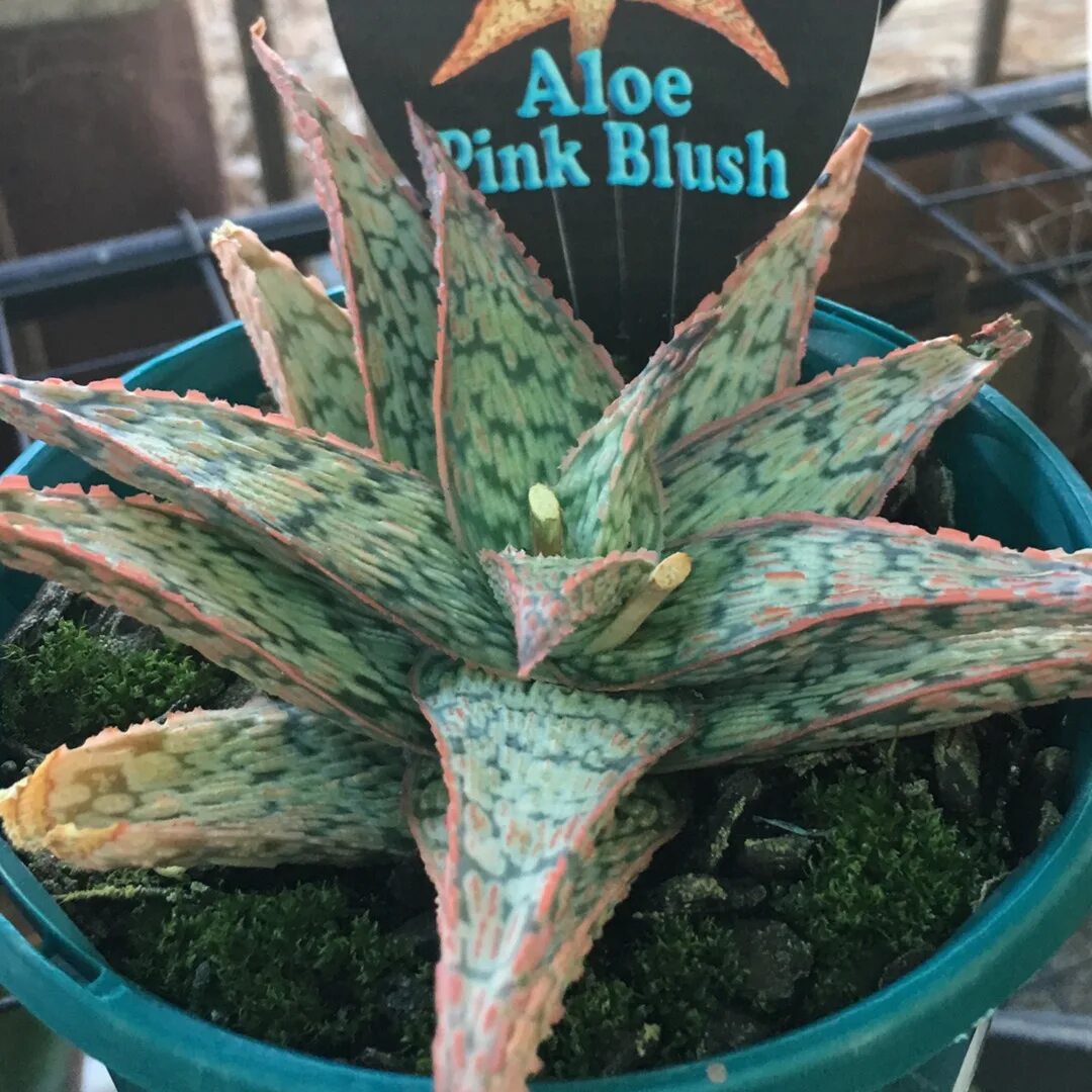Розовый алоэ. Алоэ Пинк Блаш. Алоэ Pink blush. Aloe Hybrid. Aloe Ferox Pink Aloe.