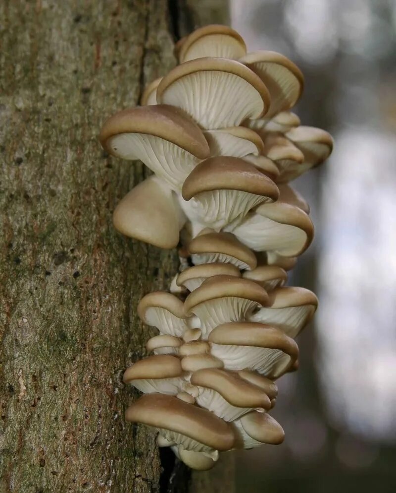 Вешенки на дереве. Вешенка обыкновенная (Pleurotus ostreatus). Вёшенка обыкновенная. Вёшенка обыкновенная грибы. Вешенка обыкновенная гриб.