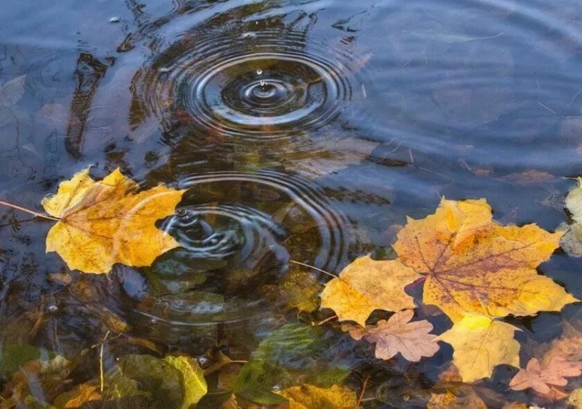 Падающие листья в воду. Осенние лужи. Осень лужи. Осенние листья на воде. Осенние листья в луже.