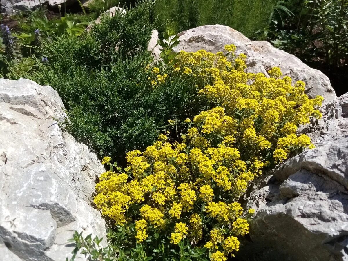 Alyssum - VerdeGo