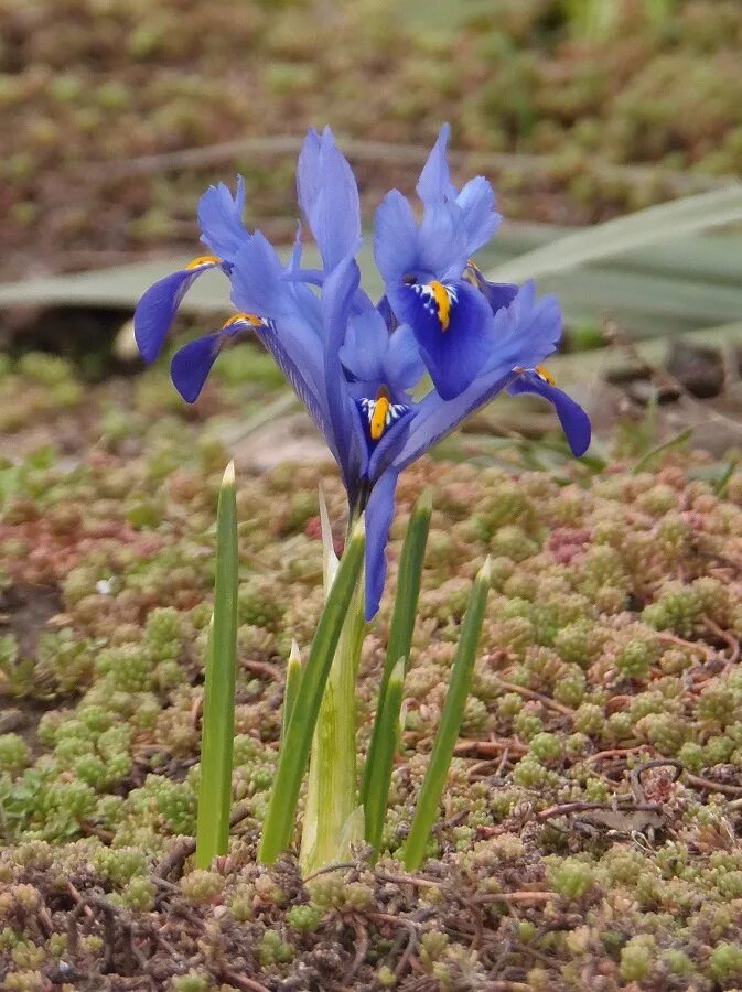 Иридодиктиум фото. Ирис иридодиктиум. Iridodictyum reticulatum. Иридодиктиум сетчатый. Ирис сетчатый (иридодиктиум) латынь.