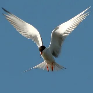 Flying birds перевод