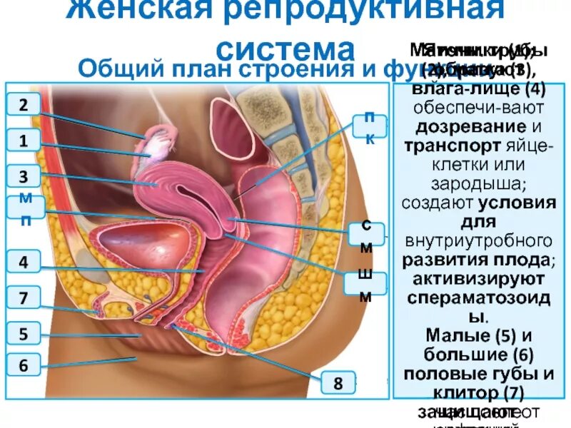 Репродуктивная система. Строение репродуктивной системы. Репродуктивная система женщины. Женские внутренние органы. Женская половая система строение и функции