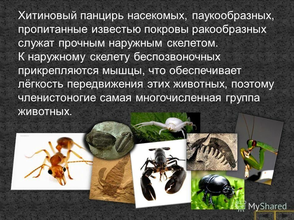 Наружный скелет насекомого