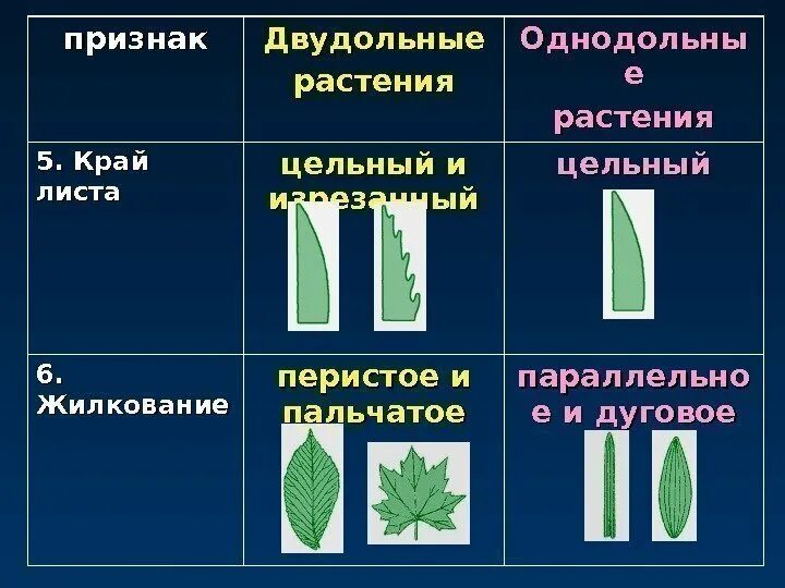 Какой тип жилкования характерен для двудольных