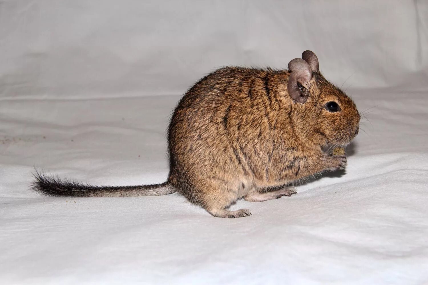 ленинградский зоопарк капи. адмирал капибара. чилийские белки дегу. сколько стоят грызуны. соневидный дегу.