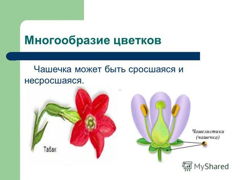 Многообразие цветковых