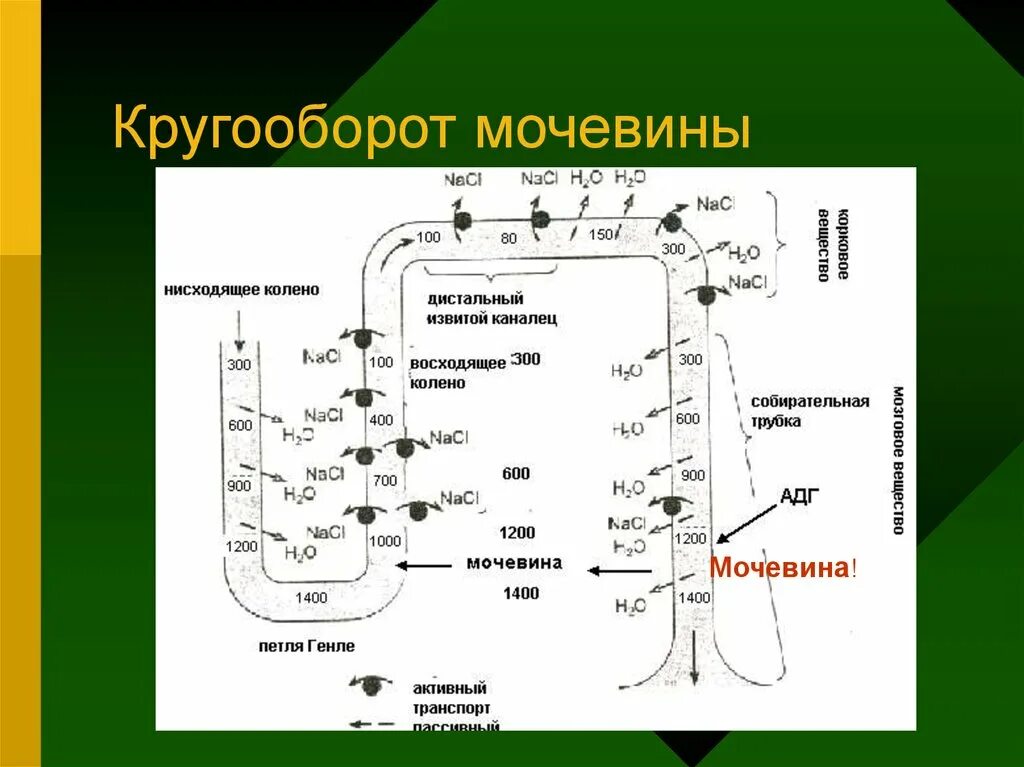 Кругооборот мочевины в почках. Реабсорбция мочевины. Рециркуляция мочевины. Движение мочевины схема. Мочевиной форум