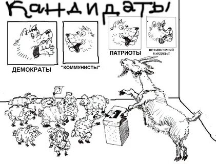 Голубь медведь