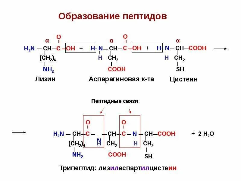 В образование участвуют пептидные связи. Аминокислоты образование пептидной связи. Реакция образования пептидов из аминокислот. Аминокислоты образование пептидов. 20 Аминокислот с образованием пептида.