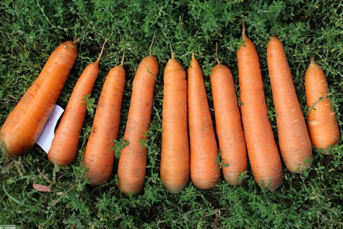 Какой сорт самый сильный. Морковь Канада f1. Морковь Юкон f1. Морковь Канада f1 ЦС. Морковка Канада ф 1.