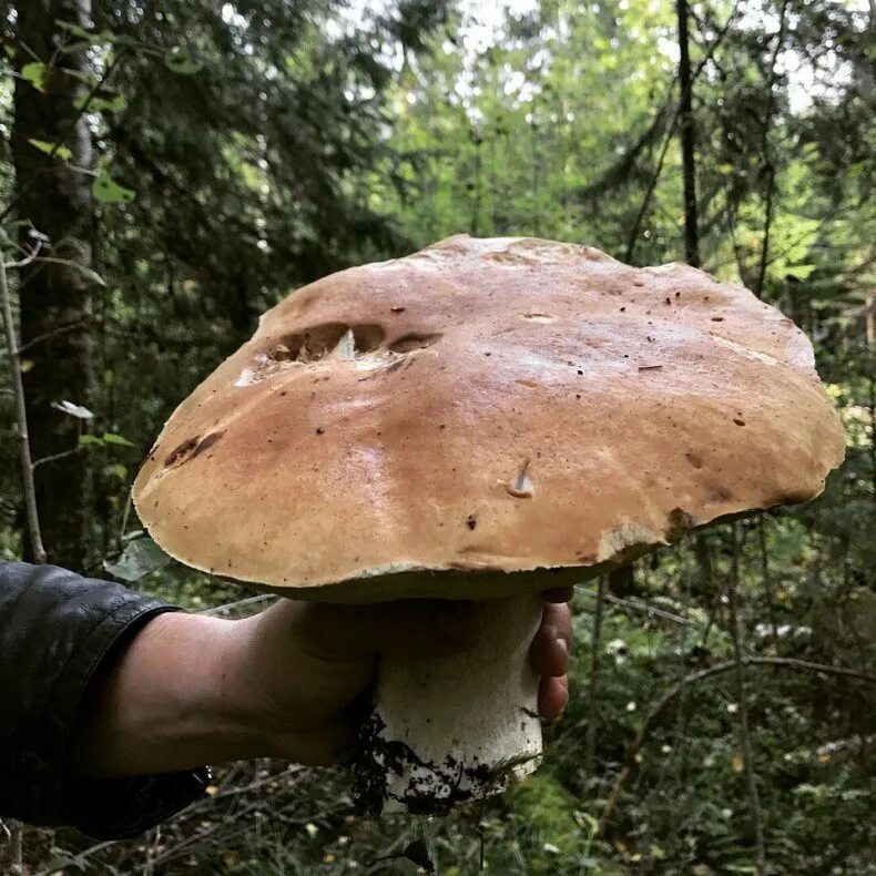 Белый гриб. Большие грибы. Большой белый гриб. Самые большие белые грибы.