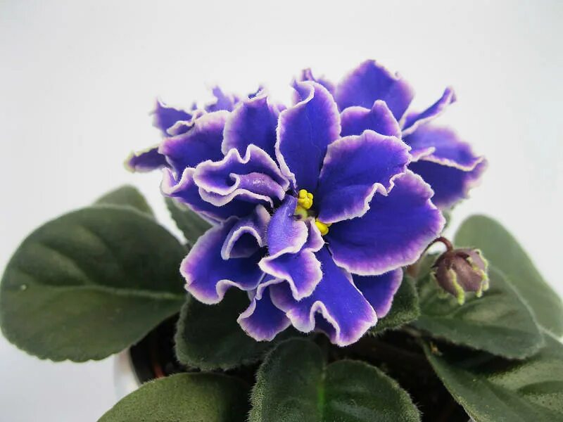 Фиалка angel's innocence. Pride of columbus фиалка. Оголение ствола фиалки. Фиалка нд северная пальмира. Фиалка звездочет.