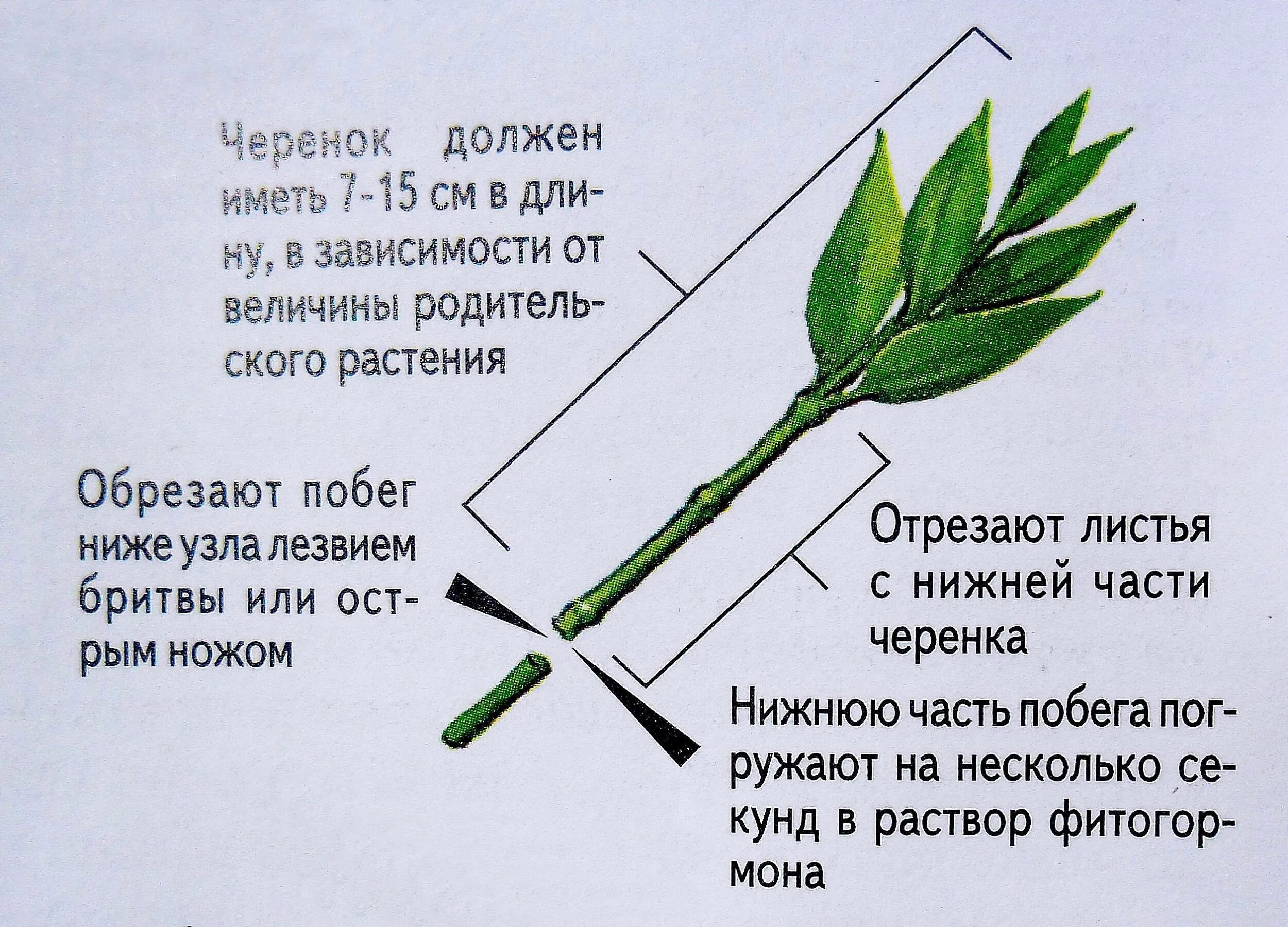 Листья по два в узле