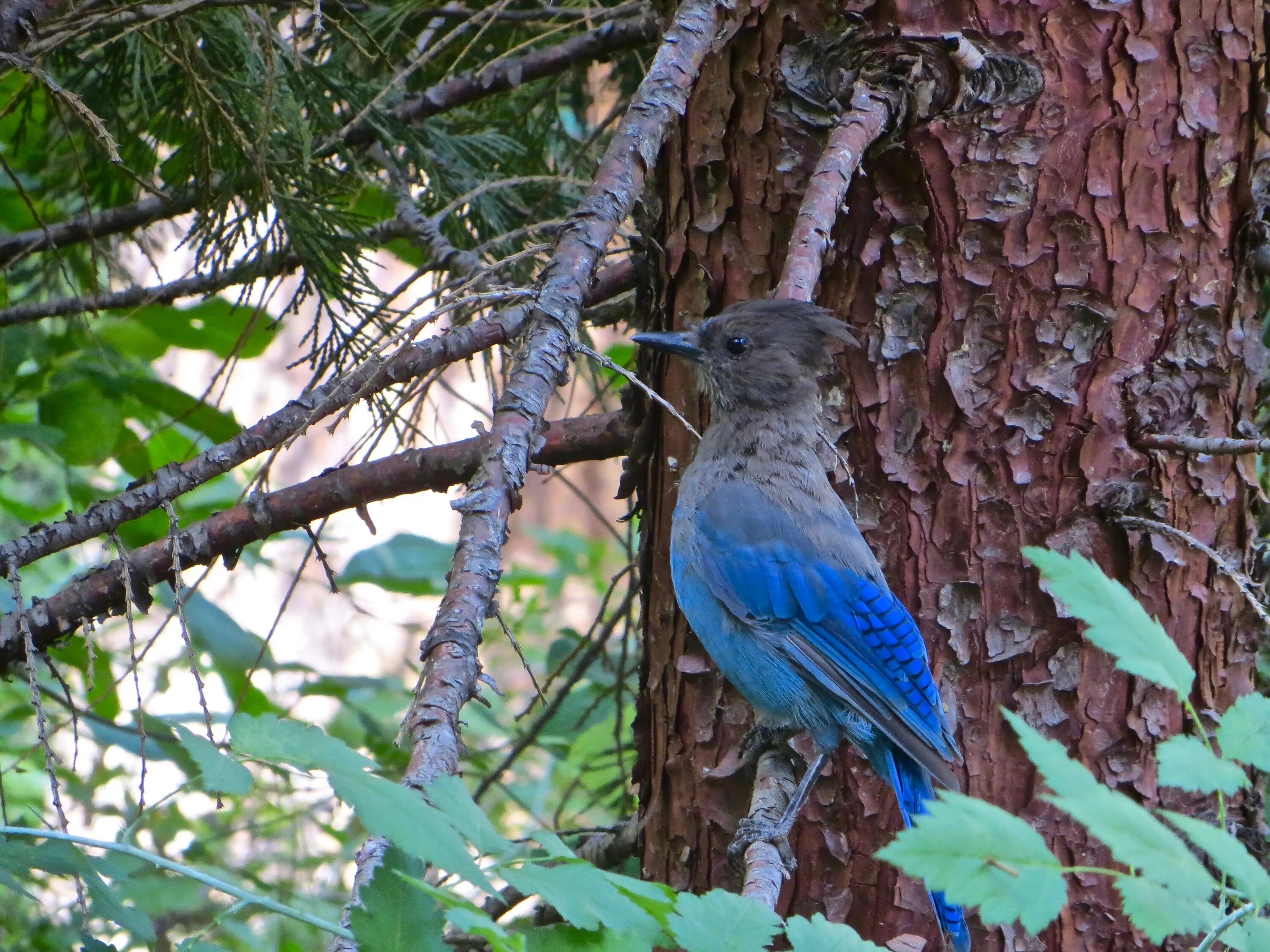 That bird is in the tree