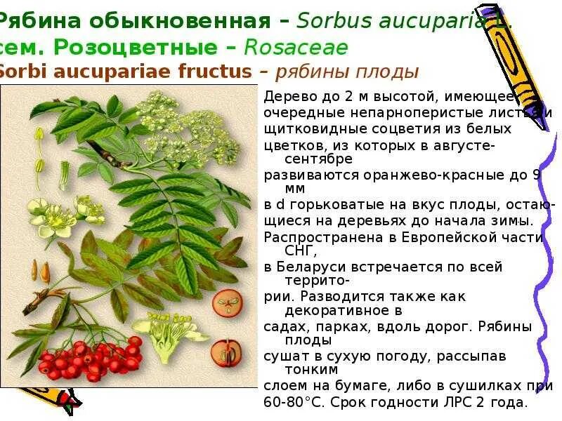 Тип листа рябины. Описание листа рябины. лист рябины характеристика листа. характеристики биологии о листе рябины. рябина обыкновенная описание.
